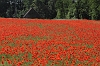 IMG_0287 Poppy field